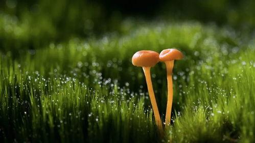 早安爆料大蘑菇视频,早安爆料视频背后的惊人真相 第3张 早安爆料大蘑菇视频,早安爆料视频背后的惊人真相 第3张